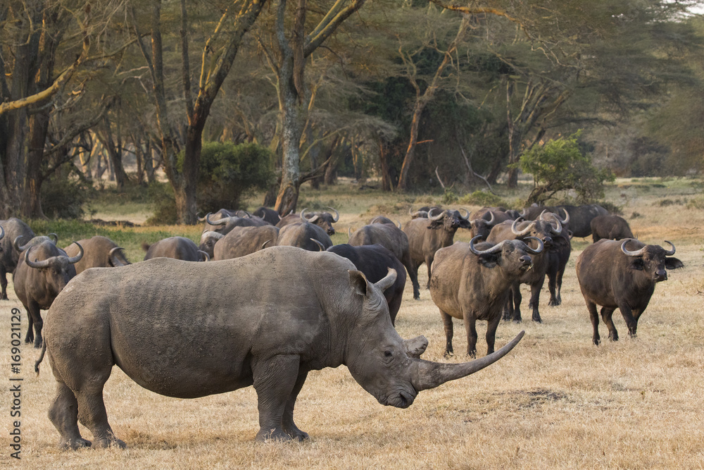 Fototapeta premium Nashorn mit Bueffelherde