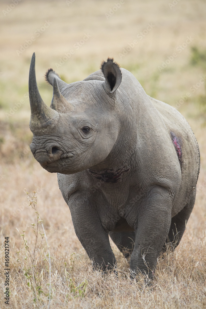 Fototapeta premium Nashorn wittert Gefahr