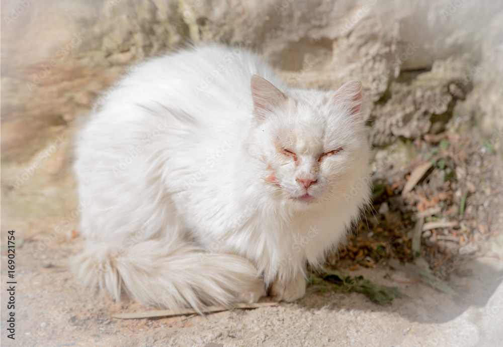 White cat with eyes closed .
