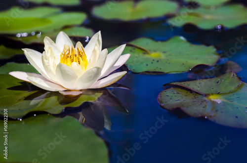 lotus flower in pond.