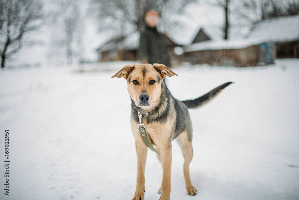 walking in winter. half-breed. brown dog walking in winter. half-breed. brown dog