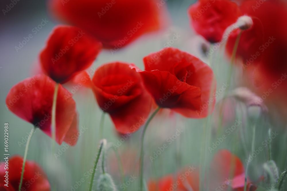 Naklejka premium Summer Poppy Meadow