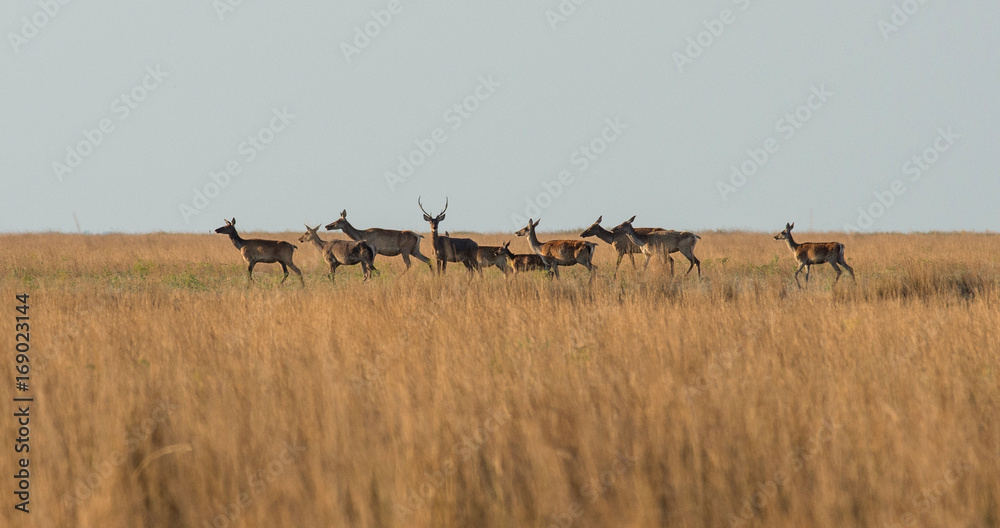 Naklejka premium Deer with doe and fawns in the steppe at sunset. Selective focus.