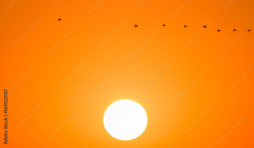 A flock of herons flying in the sunset. Hot sun. A flock of herons flying in the sunset. Hot sun.