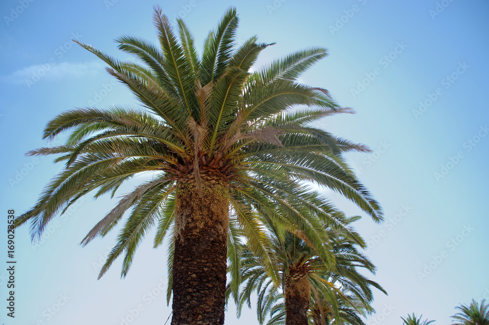 Skyline of palms