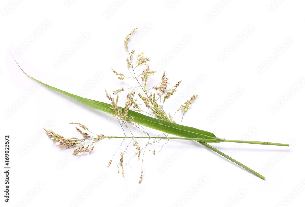Fototapeta premium Common bulrush, isolated on white background