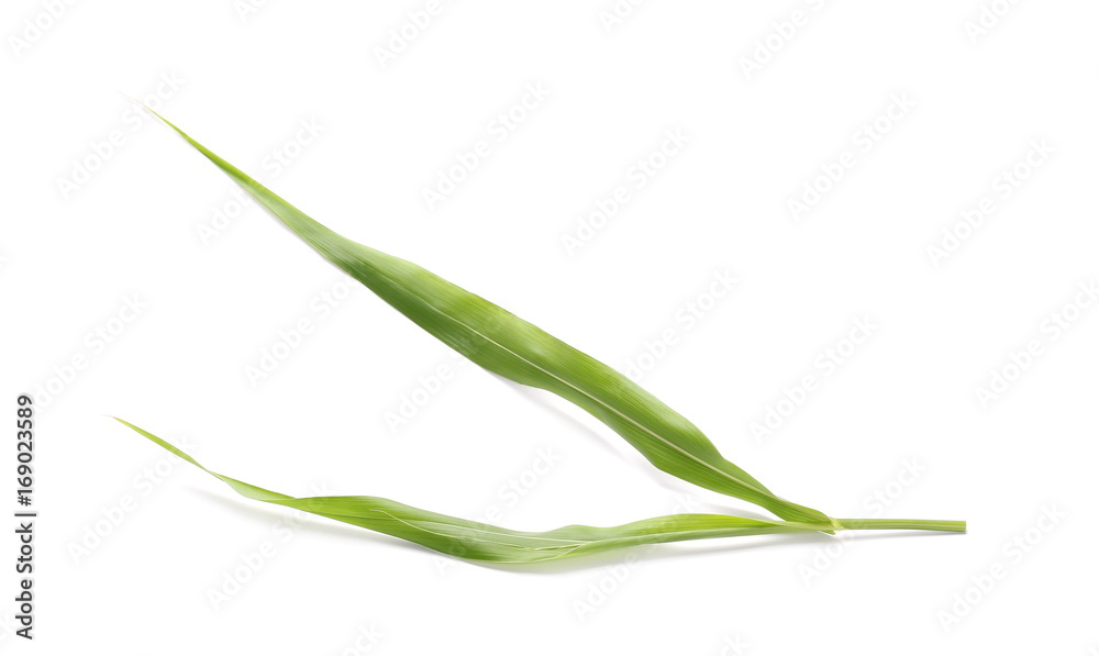 Common bulrush, isolated on white background Common bulrush, isolated on white background
