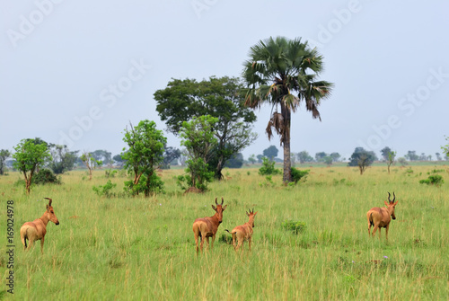 Lelwel Hartebeest antelopes, Uganda © Oleg Znamenskiy