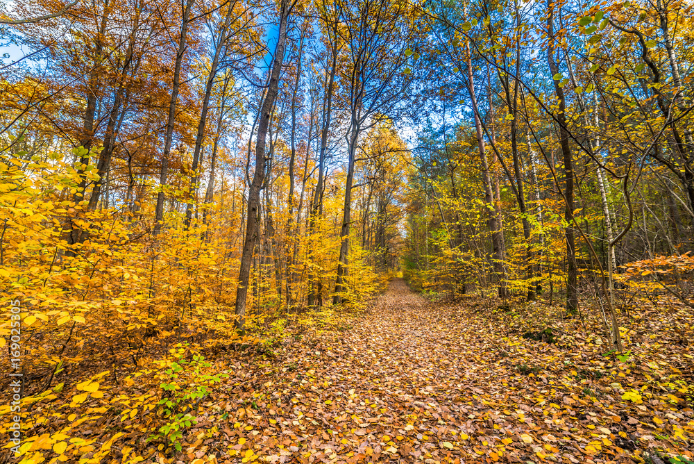 Landscape of autumn forest, road with fallen leaves, landscape