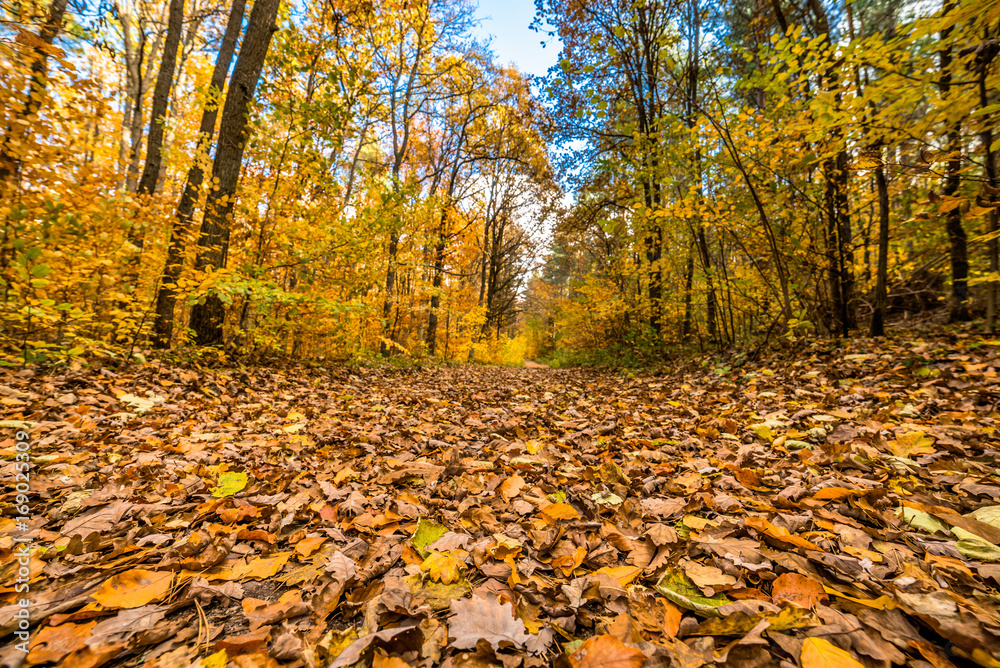 Path in the forest, landscape, autumn nature scenery with yellow trees and fallen leaves