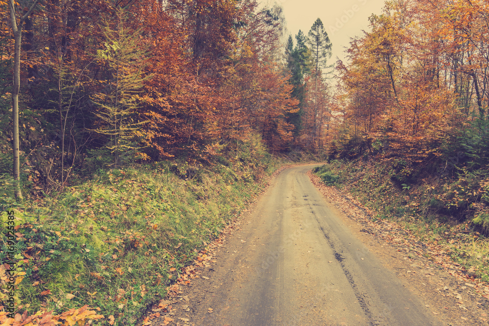 Landscape of autumn forest, road covered with fallen leaves from deciduous trees, toned image