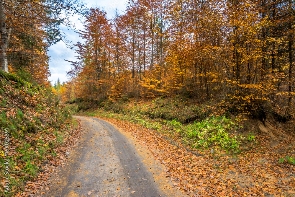 Landscape of autumn forest, trail in nature at fall, landscape
