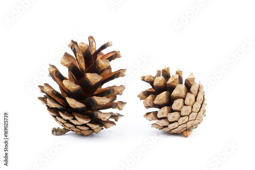 Cone pine isolated on a white background