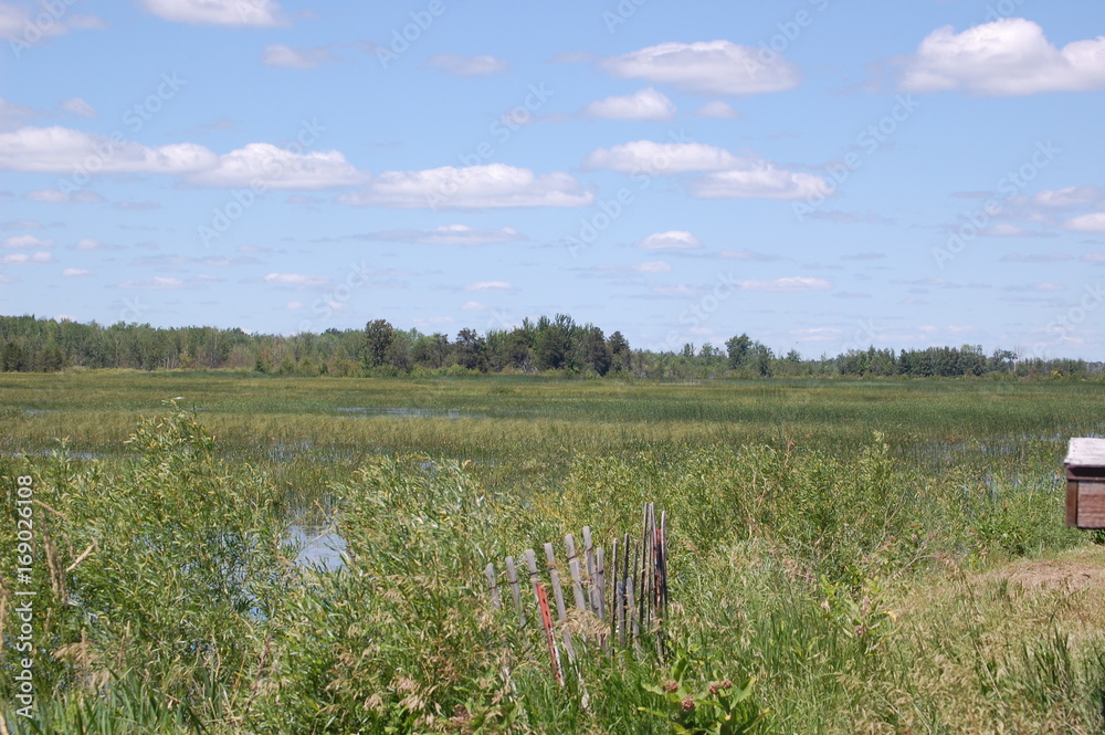 Obraz premium Pond