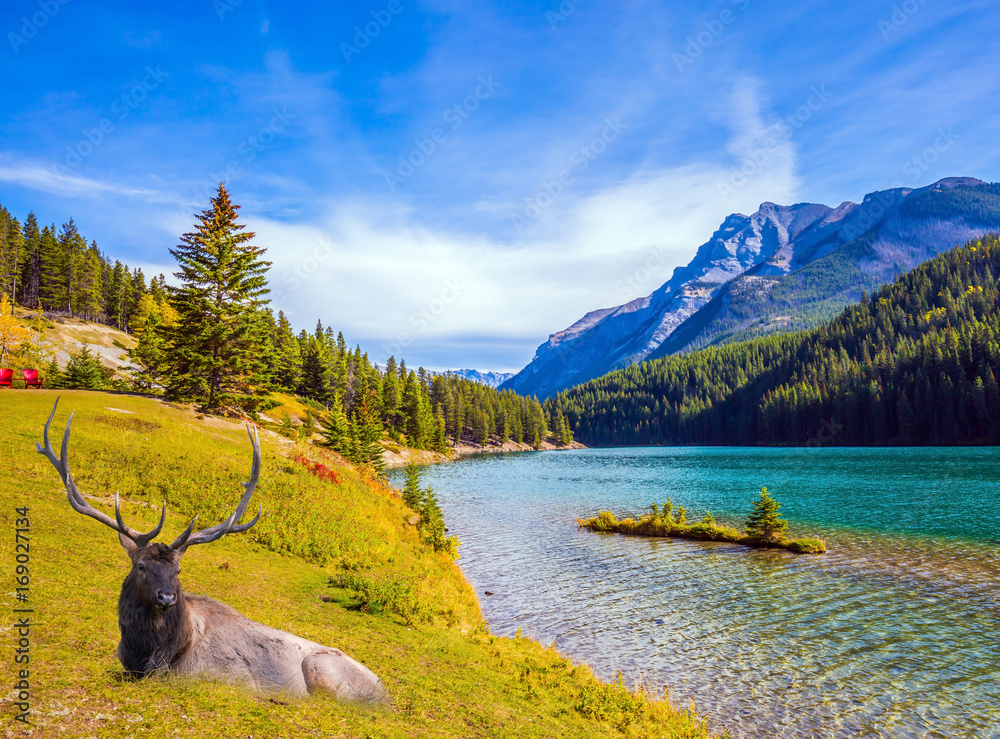 Obraz premium Noble deer