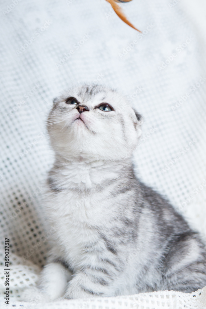 Charming little kitten Scottish Fold