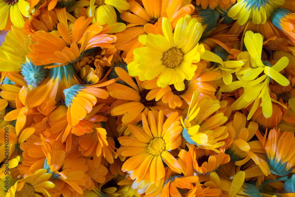 Yellow flowers Yellow flowers