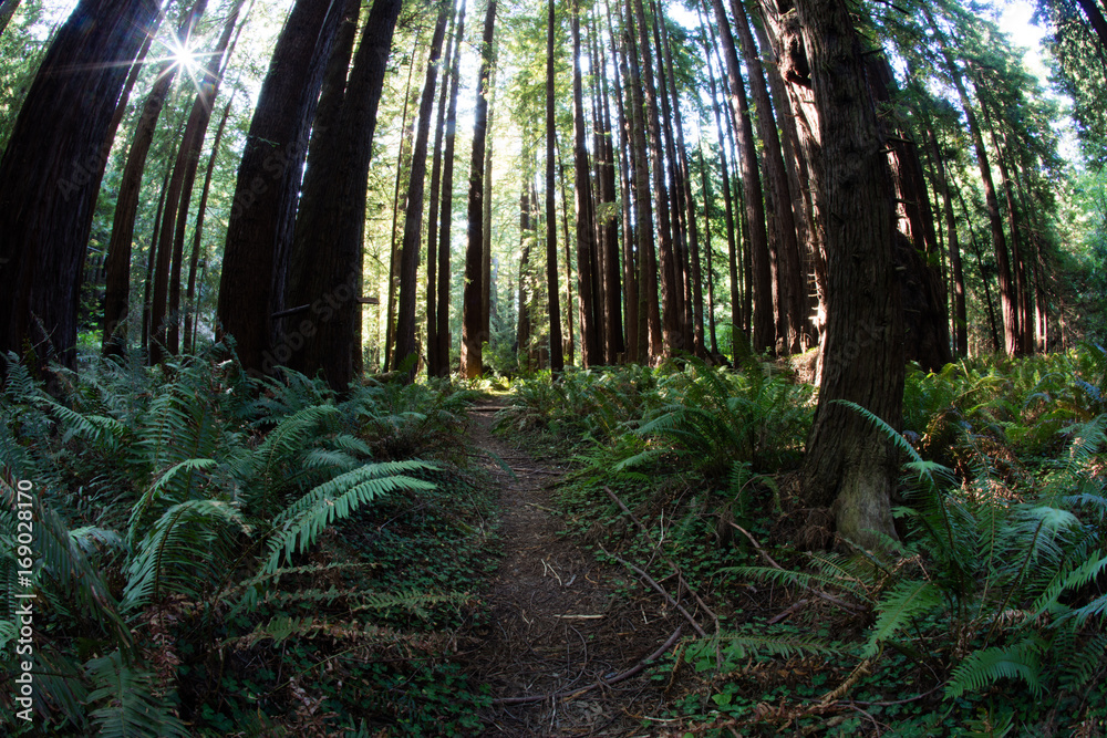 Fototapeta premium Redwood Forest in Northern California