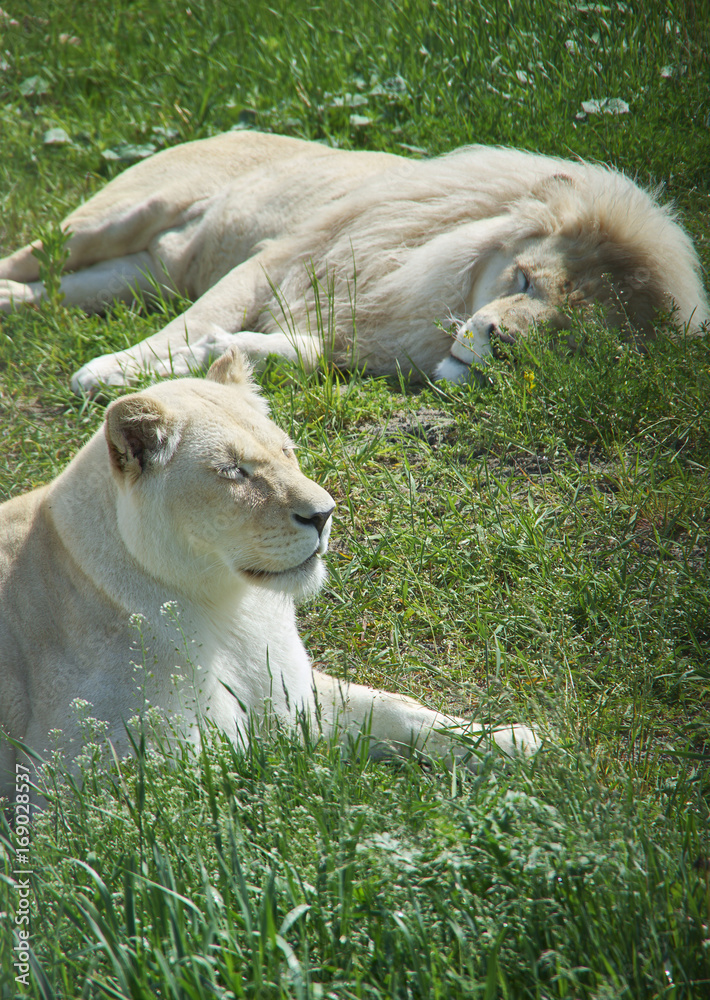 White lions.