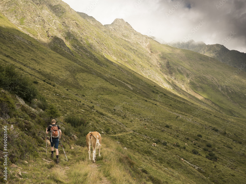Hiking encountering a cow on an alpine track along a green mountain side