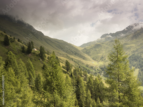 View along a green valley in the alps with trees