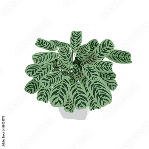 Arrowroot with motley leaves in a pot