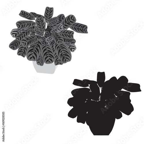 Arrowroot with motley leaves in a pot, the black-and-white grayscale image and a silhouette