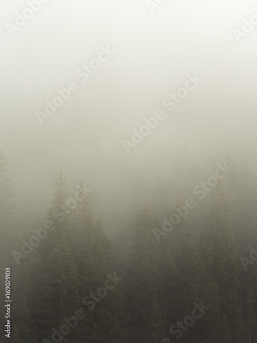 Heavy morning mist on a mountain forest