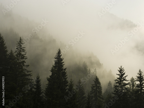 Sun breaking through the morning fog in the mountain forest