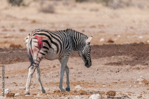 Burchells zebras with visible wound  probably from a lion attack