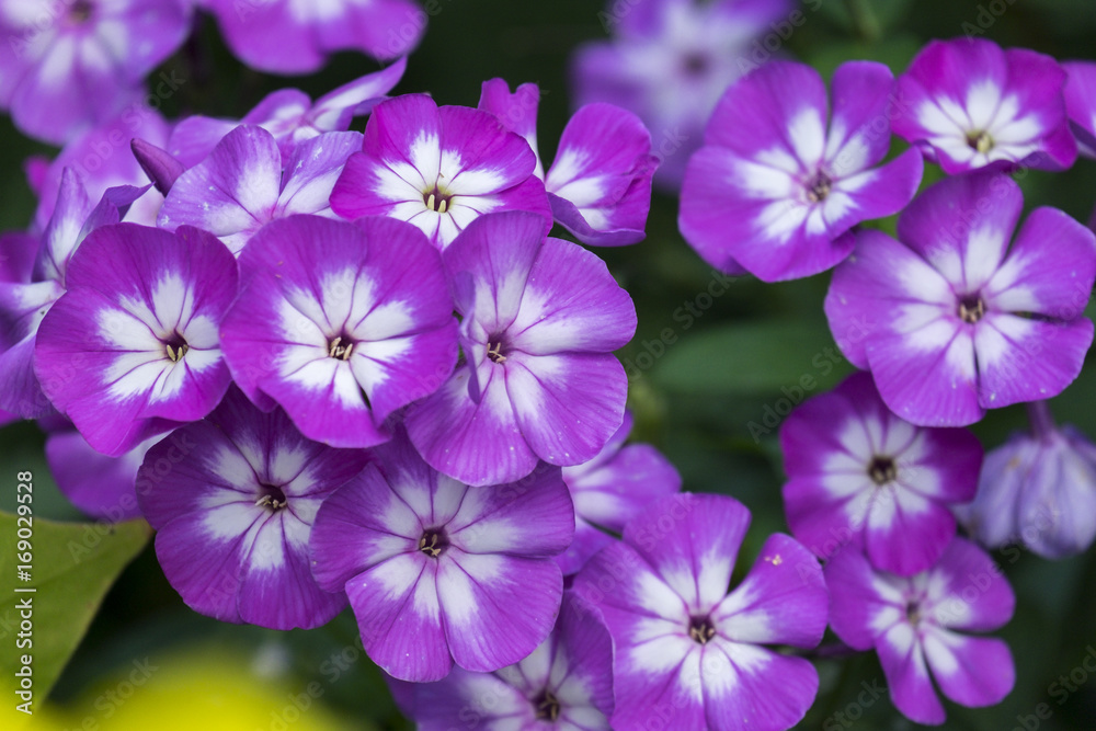 Flammenblume (Phlox) Flammenblume (Phlox)