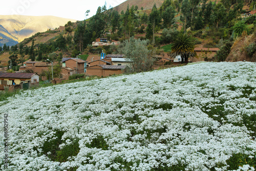 White flowers - Tarma photo