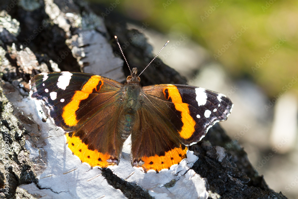 Very cute butterfly Admiral (Vanessa atalanta) sitting on a birch stump Very cute butterfly Admiral (Vanessa atalanta) sitting on a birch stump