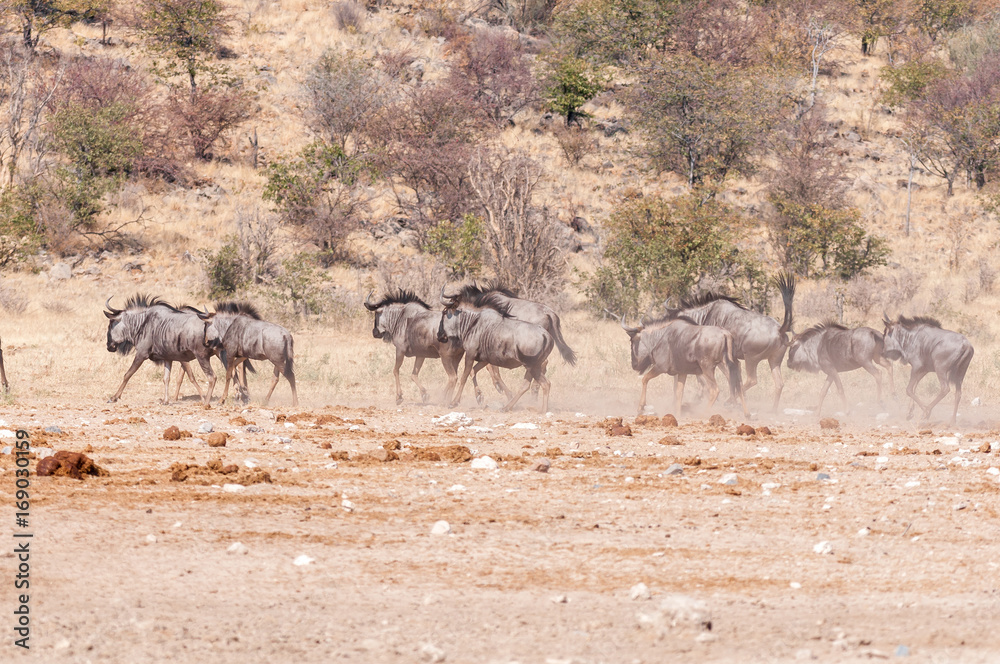 Blue wildebeest, also called brindled gnu, Connochaetes taurinus, running Blue wildebeest, also called brindled gnu, Connochaetes taurinus, running