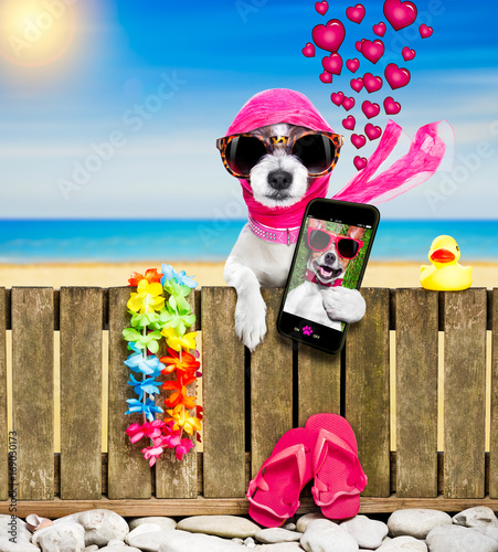 dog  on  beach on summer vacation holidays © Javier brosch