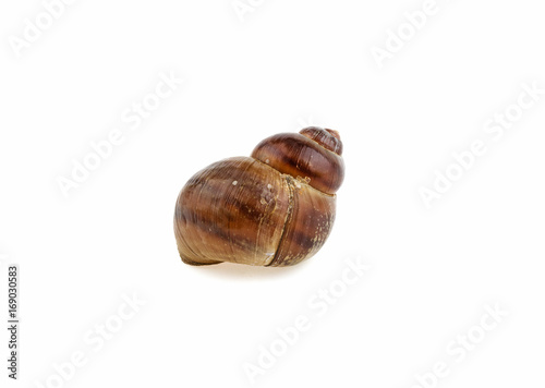 Shellfish shell on white background