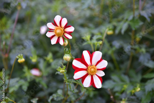 Fototapeta Naklejka Na Ścianę i Meble -  Dahlia bicolore rouge et blanc au jardin en été
