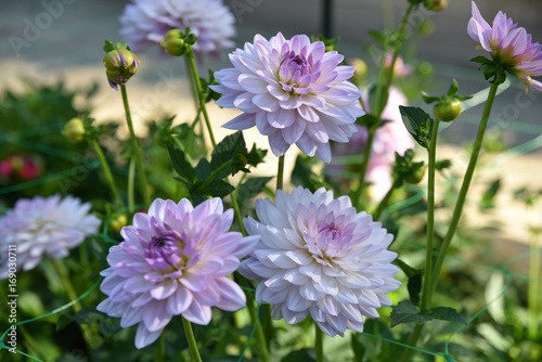Fototapeta Naklejka Na Ścianę i Meble -  Dahlia blanc bleuté en été au jardin