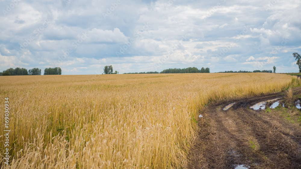 Wheat spikes fly in the wind. Wheat field, country road Wheat spikes fly in the wind. Wheat field, country road