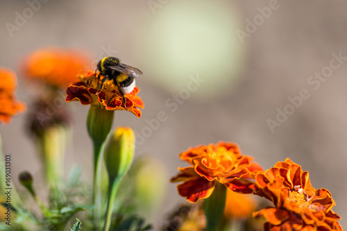 Bumblebee pollinating flower tagetes Close Up. Beautiful Nature floral background of Yellow and orange Flowers marigold and bombus with selective focus. © Rob Rye