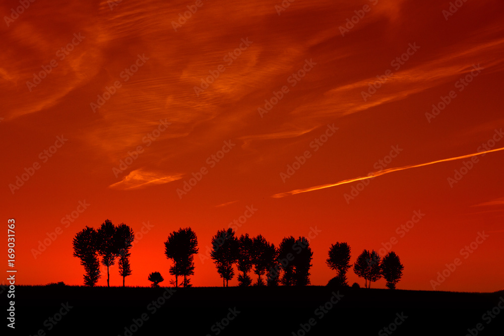 Black silhouettes of trees standing in a row against the background of the red sky