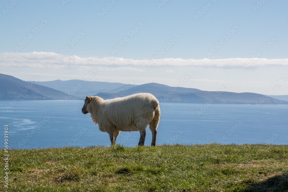 Sheep in Ireland Hills