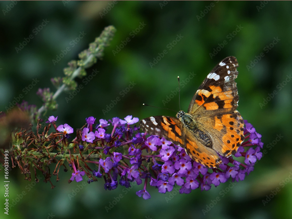 Painted Lady (Vanessa cardui) feeding on Butterfly Bush (Buddleia davidii), New York USA Painted Lady (Vanessa cardui) feeding on Butterfly Bush (Buddleia davidii), New York USA