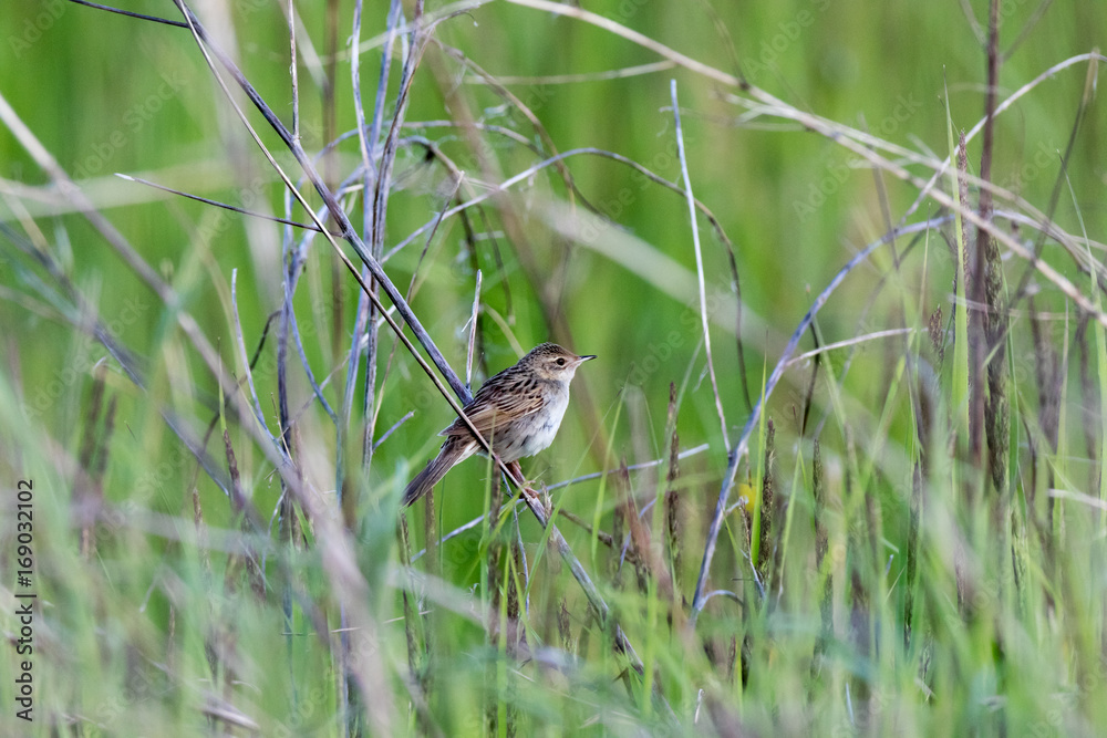Grasshopper Warbler (Locustella naevia) Grasshopper Warbler (Locustella naevia)