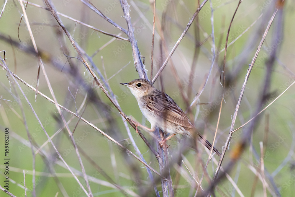Grasshopper Warbler (Locustella naevia) Grasshopper Warbler (Locustella naevia)