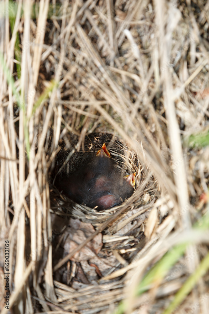 Locustella fluviatilis. The nest of the River Warbler in nature. Bird's species is identified inaccurately. Locustella fluviatilis. The nest of the River Warbler in nature. Bird's species is identified inaccurately.
