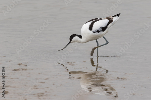 Fotografie Avocet (Recurvirostra avosetta)