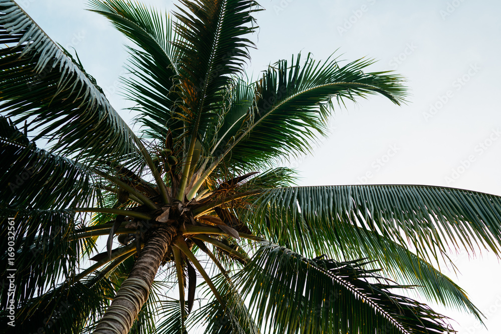 Palm Tree in Borneo