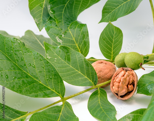 The shelled Walnuts on a green branch