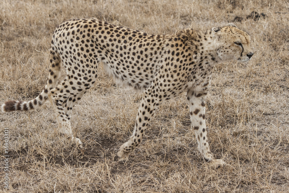 Naklejka premium Gepard in der Savanne